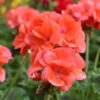 geranium orange
