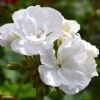 geranium white