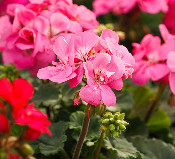 Early Spring Color 