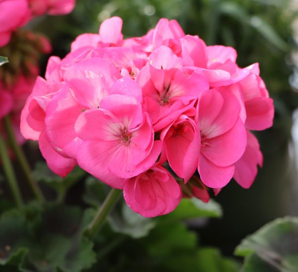Geraniums 