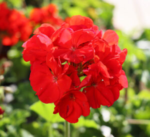 Red Geranium