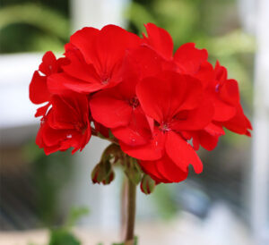 red geranium