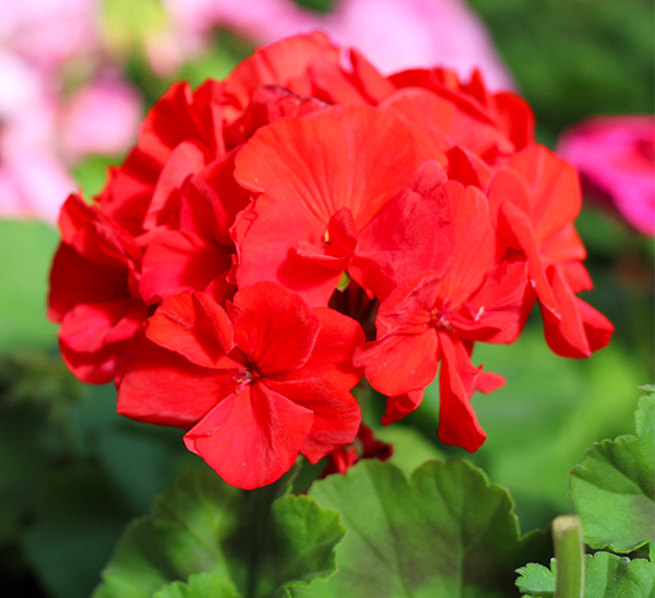 Geraniums 