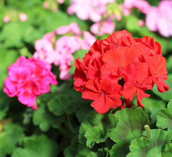 Geraniums 