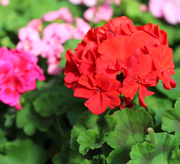 Geraniums 