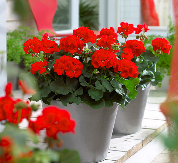 Geraniums 