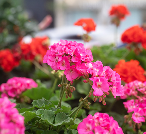 Geraniums 