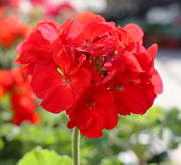 Geraniums 