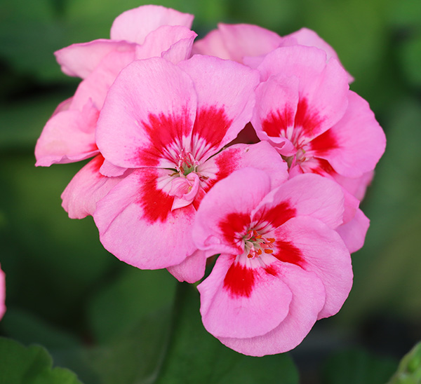 Geraniums 