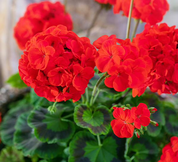 Geraniums 
