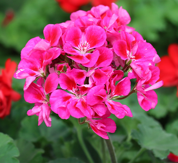 Geraniums 