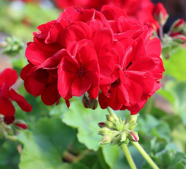 Link to Geraniums  product page