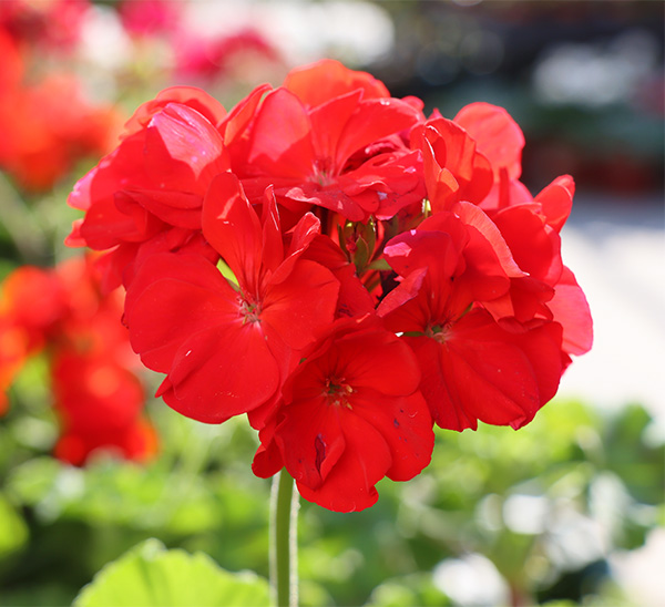 Showstopping Geraniums 