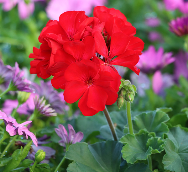 Geraniums 