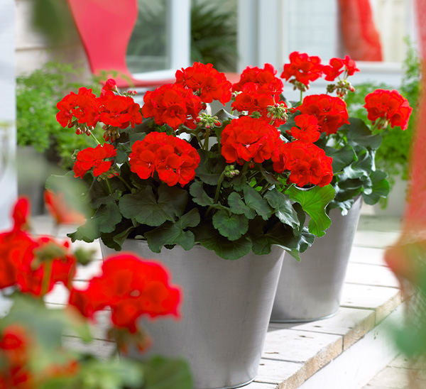 Geraniums 