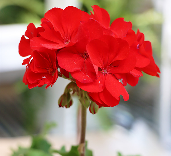 Geraniums 