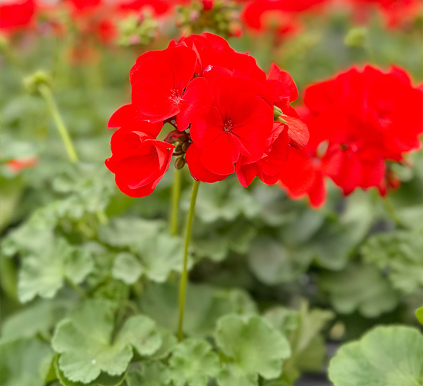 Geraniums 