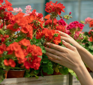 Red Geraniums
