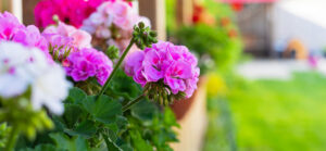 pink geranium blooms planted on windowsill