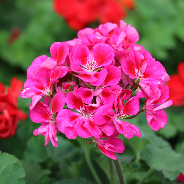 Geraniums 