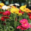 gerbera daisy mix