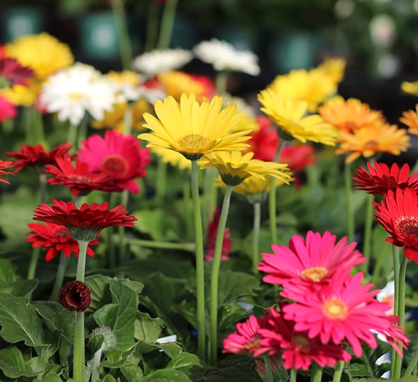 Gerbera Daisy