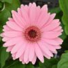 gerbera daisy pink