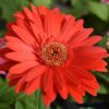 gerbera daisy red