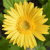 gerbera daisy yellow