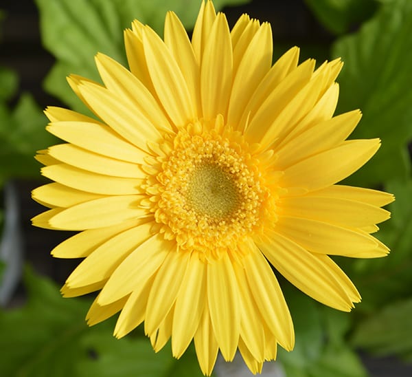 Gerbera Daisy - Calloway's Nursery