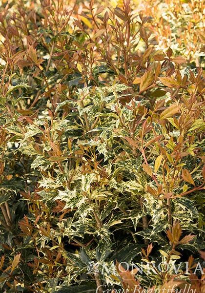 Goshiki False Holly Plant