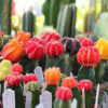 grafted cactus in red, orange, yellow, and purple