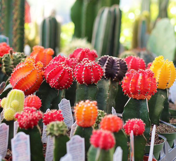 Grafted Cactus: Ruby Ball Cactus