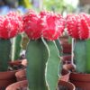 Grafted Color Top Cactus