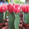 grafted cactus