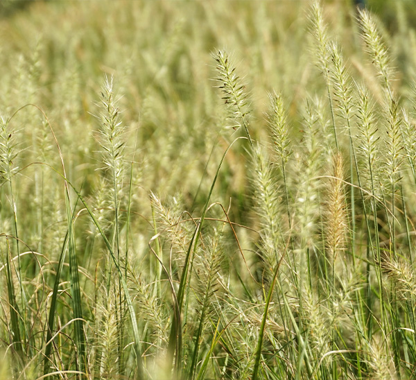 Link to Ornamental Grass  product page