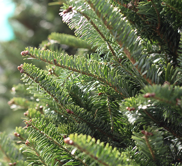 Link to Green Noble & Fraser  product page