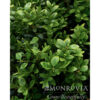 Green Tower® Boxwood