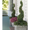 Green Tower® Boxwood