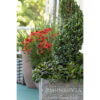 Green Tower® Boxwood