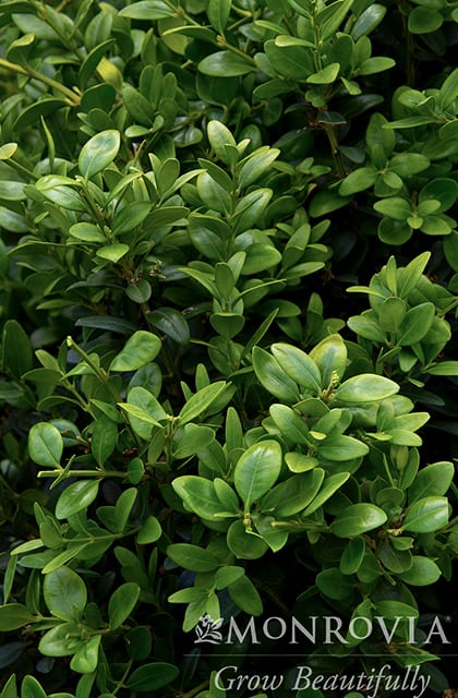 Green on sale tower boxwood
