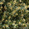 Green Tower® Boxwood