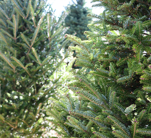 Fresh Cut Christmas Trees 