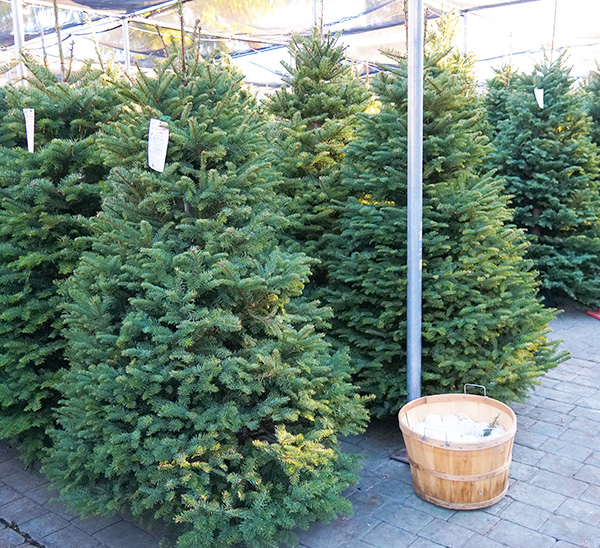 Link to Green Fresh Cut Christmas Trees  product page