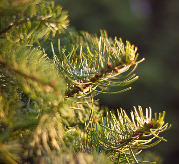 Link to Green Fresh Cut Christmas Trees  product page