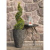 Green Tower® Boxwood