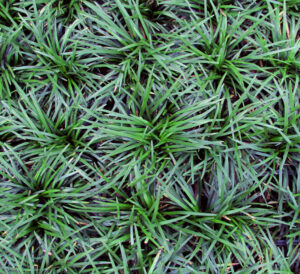 Dwarf Mondo Grass