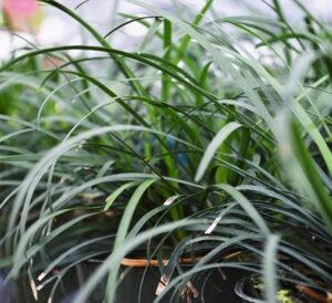 Dwarf Mondo grass