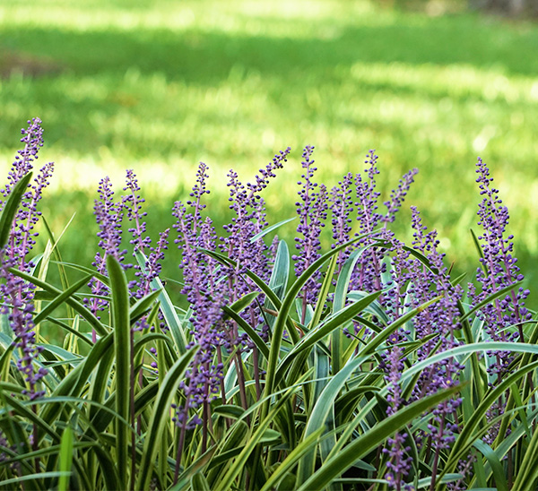 Link to Select Groundcovers  product page