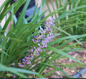 big blue liriope